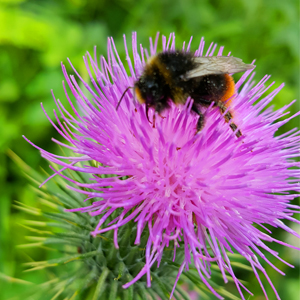Kräuterführung in Ihrem Heimatort