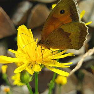 Gänseblümchenparty